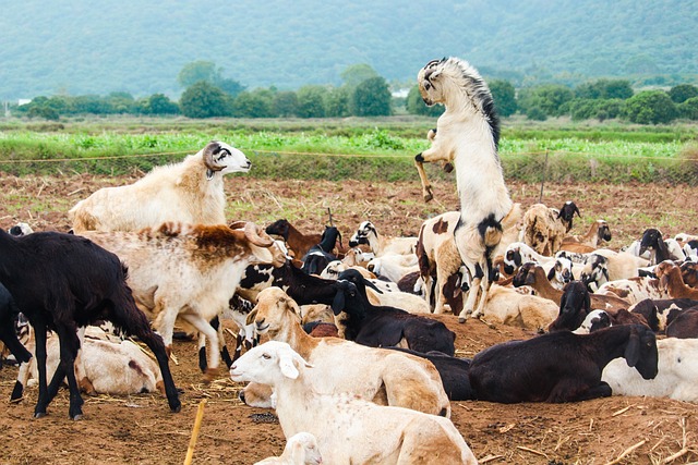 Goats-sheep-farms Goats-sheep-farms